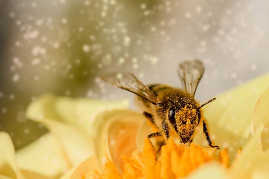 Намазано, но не медом: В России продолжается массовая гибель пчел от китайской химии