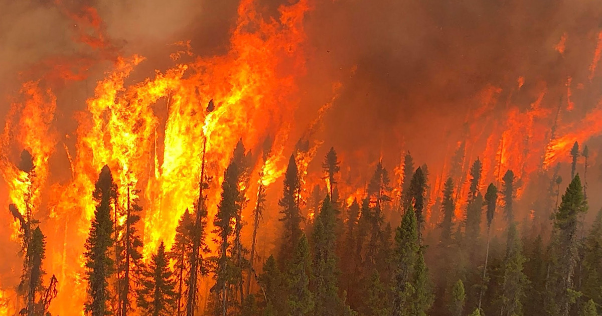 Огненный кризис: как лесные пожары бьют по мировой экономике